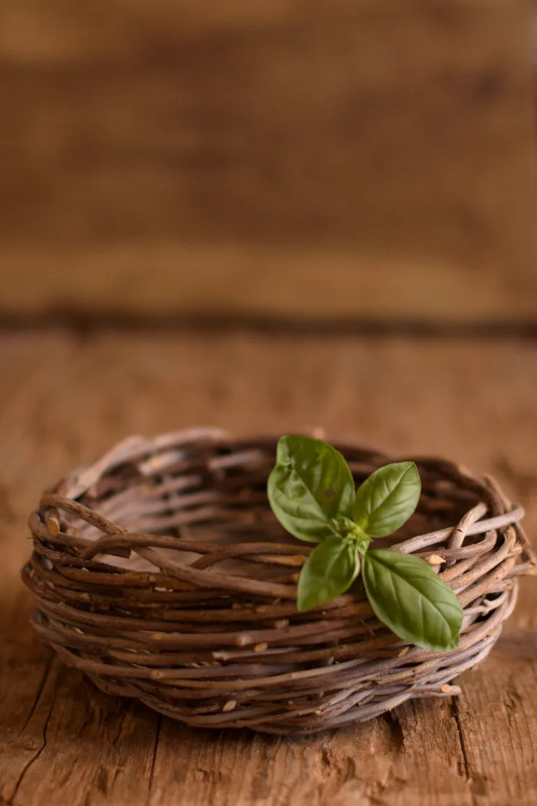 Still-Life Photography